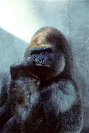 simsearch:846-03166294,k - PORTRAIT OF MALE GORILLA Gorilla gorilla Foto de stock - Con derechos protegidos, Código: 846-03166252