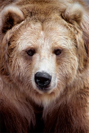 FACE OF BROWN BEAR BLACK BEAR VARIATION Ursus americanus NORTH AMERICA Foto de stock - Direito Controlado, Número: 846-03166263