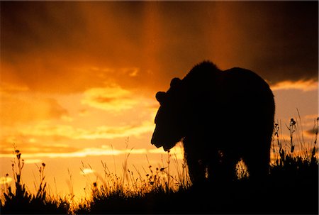 GRIZZLY BEAR SILHOUETTE AT SUNSET Ursus arctos horribilis Stock Photo - Rights-Managed, Code: 846-03166286