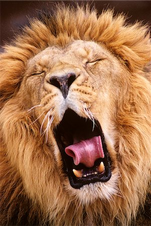 simsearch:846-05647611,k - CLOSE-UP OF ASIATIC LION YAWNING Panthera leo Foto de stock - Con derechos protegidos, Código: 846-03166288