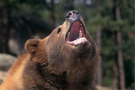 HEAD SHOT OF KODIAK BEAR WITH MOUTH OPEN Ursus arctos middendorffi Stock Photo - Rights-Managed, Code: 846-03166296
