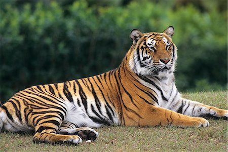 down - BENGAL TIGER LYING DOWN Stock Photo - Rights-Managed, Code: 846-03166297