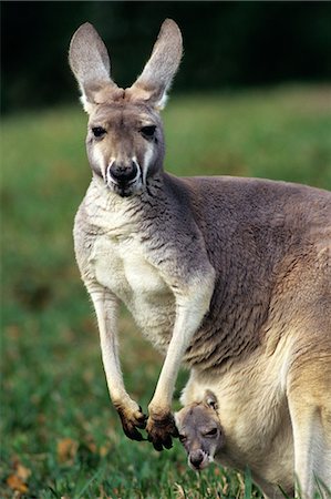 ROUGE avec bébé furtivement hors de la poche kangourou Macropus rufus Photographie de stock - Rights-Managed, Code: 846-03166298