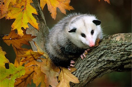 OPOSSUM IN TREE Photographie de stock - Rights-Managed, Code: 846-03166305