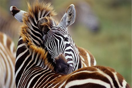 simsearch:846-03166327,k - SOCIAL GROOMING OF BURCHELL'S ZEBRA NGORONORO CRATER TANZANIA, AFRICA Foto de stock - Con derechos protegidos, Código: 846-03166306