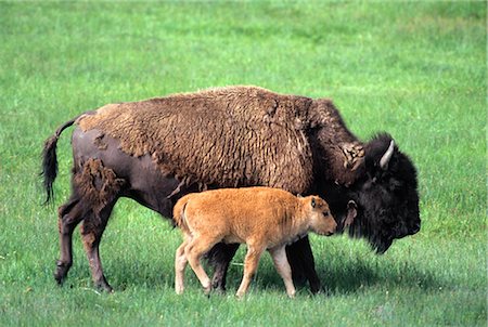 VEAU DE BISON MARCHANT À CÔTÉ DE VACHE YELLOWSTONE NATIONAL PARK, WYOMING Photographie de stock - Rights-Managed, Code: 846-03166309