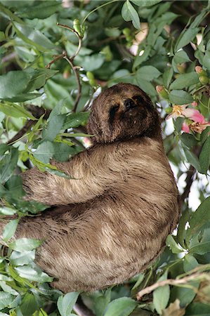 paresseux (animal) - SLOTH SANTA CRUZ, BOLIVIE Photographie de stock - Rights-Managed, Code: 846-03166300