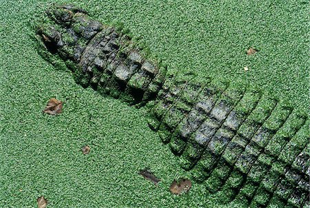 ALLIGATOR DANS L'EAU AVEC LES LENTILLES D'EAU Photographie de stock - Rights-Managed, Code: 846-03166317