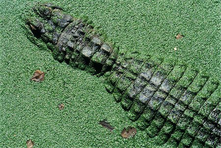 ALLIGATOR IN WATER WITH DUCKWEED Fotografie stock - Rights-Managed, Codice: 846-03166317