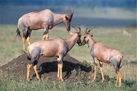 damaliscus korrigum - THREE TOPIS STANDING ON TERMITE MOUND KENYA, AFRICA Stock Photo - Rights-Managed, Code: 846-03166312