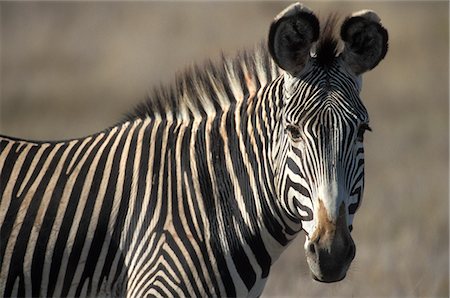 simsearch:846-03166294,k - GREVY'S ZEBRA STANDING IN PLAINS KENYA, AFRICA Foto de stock - Con derechos protegidos, Código: 846-03166313