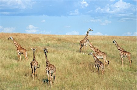 simsearch:846-03165515,k - KENYA MASAI MARA NATIONAL RESERVE GIRAFFES ON HILLSIDE Stock Photo - Rights-Managed, Code: 846-03166327