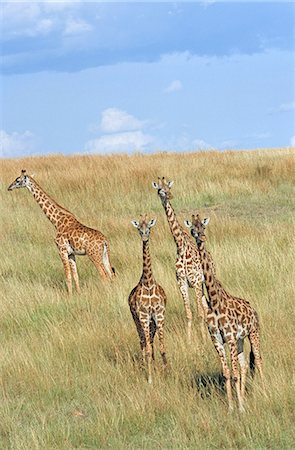 simsearch:846-03166327,k - KENYA MASAI MARA NATIONAL RESERVE GIRAFFE HILLSIDE Foto de stock - Con derechos protegidos, Código: 846-03166328