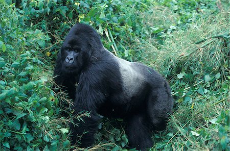 singe (primate) - MOUNTAIN GORILLA SILVERBACK RWANDA, AFRIQUE Photographie de stock - Rights-Managed, Code: 846-03166321