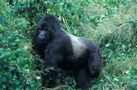 simsearch:846-03166327,k - MOUNTAIN GORILLA SILVERBACK RWANDA, AFRICA Foto de stock - Con derechos protegidos, Código: 846-03166321