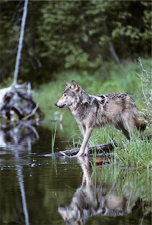 simsearch:846-03166294,k - ADULT GRAY TIMBER WOLF Canis lupus AT EDGE OF LAKE Foto de stock - Con derechos protegidos, Código: 846-03163147