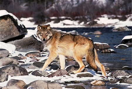 GRAY WOLF Canis lupus BY WINTER STREAM Stock Photo - Rights-Managed, Code: 846-03163154