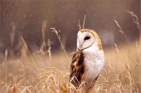 1990s BARN OWL STANDING IN GOLDEN GRASSES Tyto alba Stock Photo - Rights-Managed, Code: 846-03163152
