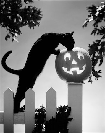 1970s CAT JACK-O'-LANTERN FENCE Foto de stock - Con derechos protegidos, Código: 846-03163379