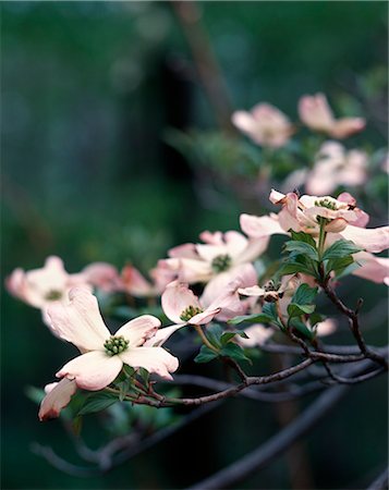 simsearch:846-03164194,k - SPRINGTIME PINK DOGWOOD TREE BLOSSOMS ON BRANCH Stock Photo - Rights-Managed, Code: 846-03163729