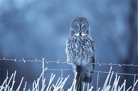 GREAT GREY OWL Strix nebulosa SITTING ON WINTER FENCE Fotografie stock - Rights-Managed, Codice: 846-03163761