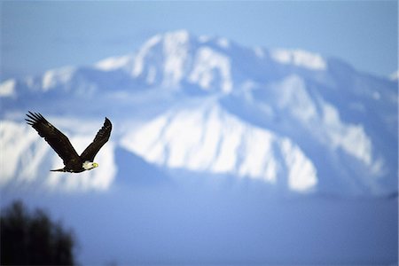 simsearch:846-03163726,k - AMERIKANISCHE WEIßKOPFSEEADLER IM FLUG Stockbilder - Lizenzpflichtiges, Bildnummer: 846-03163785