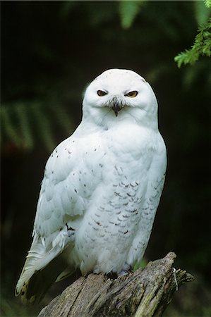 photos of owl in tree - SNOWY OWL Nyctea scandiaca Foto de stock - Con derechos protegidos, Código: 846-03163806