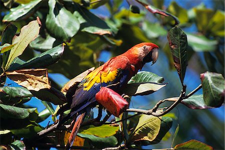 SCARLET MACAW Ara macao IN ALMOND TREE CORCOVADO NATIONAL PARK, COSTA RICA CENTRAL AND SOUTH AMERICA Foto de stock - Con derechos protegidos, Código: 846-03163803