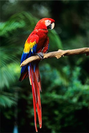 MACAW PARROT JUNGLE MIAMI, FLORIDE Photographie de stock - Rights-Managed, Code: 846-03163814