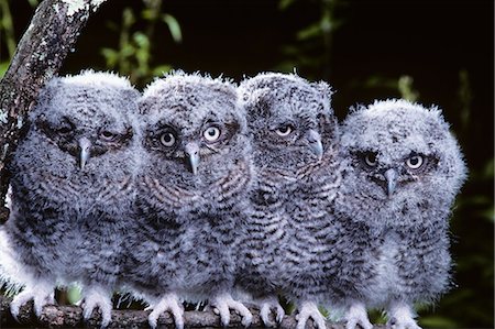 4 YOUNG EASTERN SCREECH OWLS Otis asio PENNSYLVANIA Foto de stock - Con derechos protegidos, Código: 846-03163817