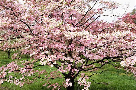 DOGWOOD TREE IN BLOOM WASHINGTON, DC Foto de stock - Con derechos protegidos, Código: 846-03163834