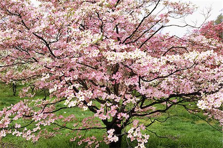 DOGWOOD TREE IN BLOOM WASHINGTON, DC Stock Photo - Rights-Managed, Code: 846-03163834