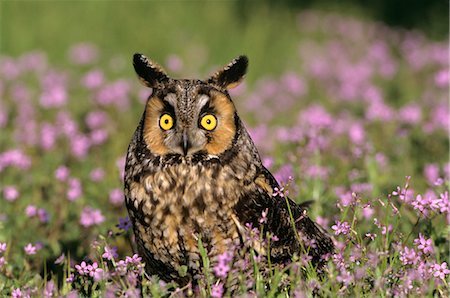 LONG EARED OWL IN CRANESBILL Asio otus Stock Photo - Rights-Managed, Code: 846-03163832