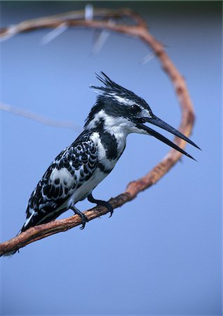 MARTIN-PÊCHEUR PIE SUR BRANCHE KENYA, AFRIQUE Photographie de stock - Rights-Managed, Code: 846-03163844