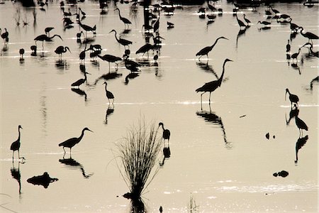 SILHOUETTE AIGRETTES ALIMENTATION DES EVERGLADES, FLORIDE Photographie de stock - Rights-Managed, Code: 846-03163840