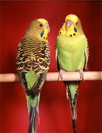 poleiro - 1960s TWO PARAKEETS FEATHERS PERCH YELLOW SPOTS PAIR Foto de stock - Direito Controlado, Número: 846-03163887