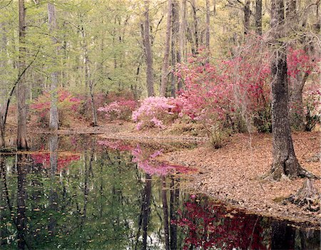 south - CYPRESS GARDENS CHARLESTON, SC Stock Photo - Rights-Managed, Code: 846-03163987