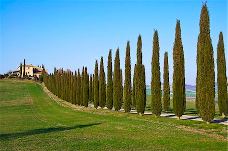 european cypress tree - Val d'Orcia, Siena Province, Siena, Tuscany, Italy, Europe Stock Photo - Rights-Managed, Code: 841-05784063