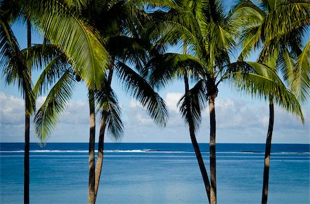 palm tree trunk - Viti Levu, Fiji, Melanesia, Oceania, Pacific Islands, Pacific Stock Photo - Rights-Managed, Code: 841-05784241