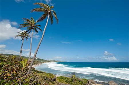 Bathsheba Beach, Barbados, Windward Islands, West Indies, Caribbean, Central America Foto de stock - Con derechos protegidos, Código: 841-05784903