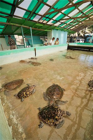 st vincent and the grenadines - Vieux Hegg Turtle Sanctuary, Bequia, Saint Vincent et les Grenadines, îles du vent, Antilles, Caraïbes, Amérique centrale Photographie de stock - Rights-Managed, Code: 841-05784948