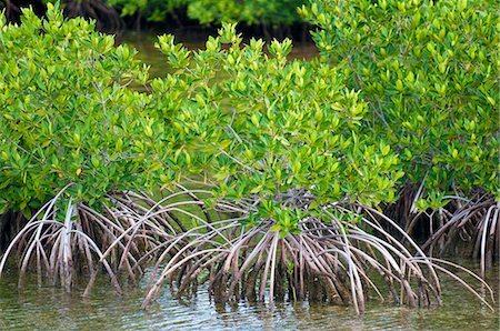 Forêt de mangrove dans la réserve de biosphère de l'UNESCO de Buena Vista, Buena Vista Bay, Cayo Santa Maria, Cuba, Antilles, Caraïbes, Amérique centrale Photographie de stock - Rights-Managed, Code: 841-05785024