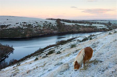 shetlandpony - Shetlandpony Beweidung auf dem Schnee bedeckt Moorland oberhalb Meldon Stausee im Winter, Dartmoor Nationalpark, Devon, England, Vereinigtes Königreich, Europa Stockbilder - Lizenzpflichtiges, Bildnummer: 841-05785045