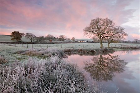 frozen lake - Frosty conditions at dawn beside a pond in the countryside in winter, Morchard Road, Devon, England, United Kingdom, Europe Stock Photo - Rights-Managed, Code: 841-05785043