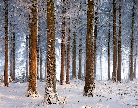 sapin - Snow covered pine woodlan in winter, Morchard Wood, Morchard Bishop, Devon, England, United Kingdom, Europe Foto de stock - Con derechos protegidos, Código: 841-05785052