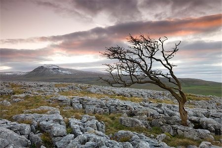 Snow capped Ingleborough et aubépine de vent sur les lapiaz sur cicatrice Twistleton, Yorkshire Dales National Park, North Yorkshire, Angleterre, Royaume-Uni, Europe Photographie de stock - Rights-Managed, Code: 841-05785125