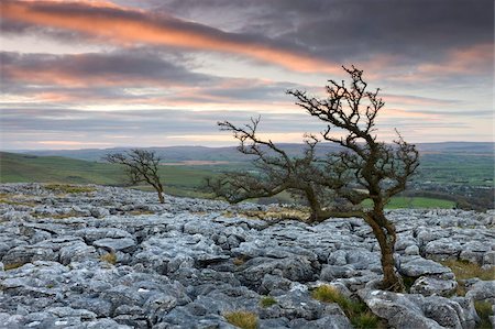 Twisted hawthorn trees growing through the limestone pavement on Twistleton Scar, Yorkshire Dales National Park, Yorkshire, England, United Kingdom, Europe Stock Photo - Rights-Managed, Code: 841-05785191