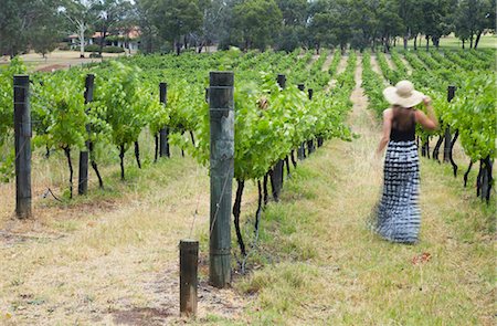 Woman walking through vines at Sandalford Winery, Swan Valley, Perth, Western Australia, Australia, Pacific Stock Photo - Rights-Managed, Code: 841-05785219