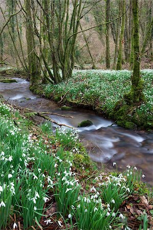 spring (body of water) - Snowdrops (Galanthus) flowering beside the River Avill in North Hawkwell Wood, otherwise known as Snowdrop Valley, Exmoor National Park, Somerset, England, United Kingdom, Europe Foto de stock - Con derechos protegidos, Código: 841-05785210