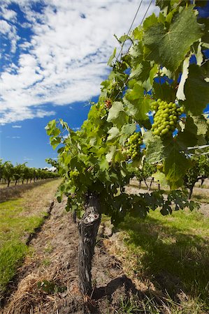 Vineyards of Cullen wine estate, Margaret River, Western Australia, Australia, Pacific Stock Photo - Rights-Managed, Code: 841-05785235